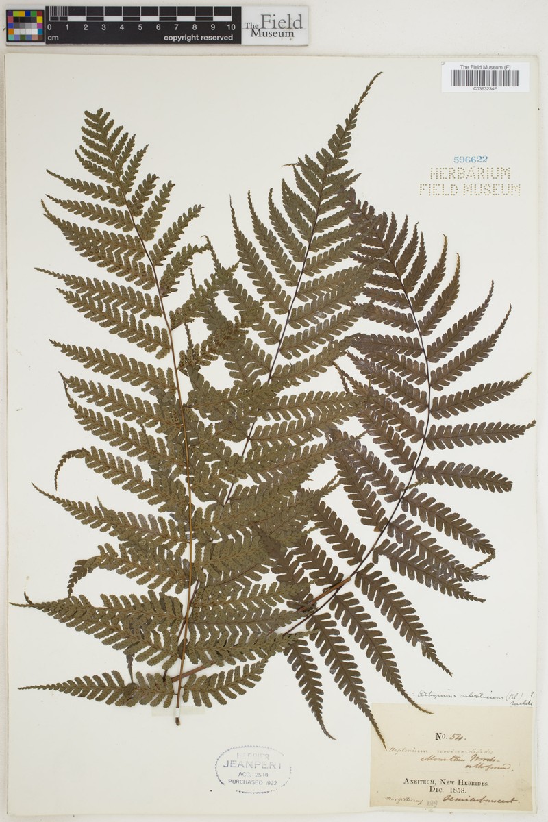 Diplazium pseudosylvaticum photo 3