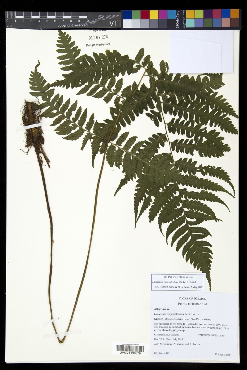 Diplazium puberulentum