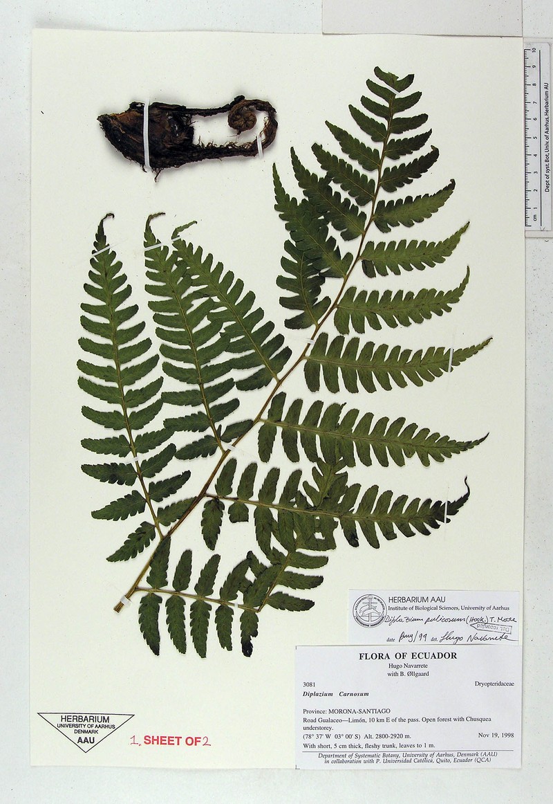 Diplazium pulicosum