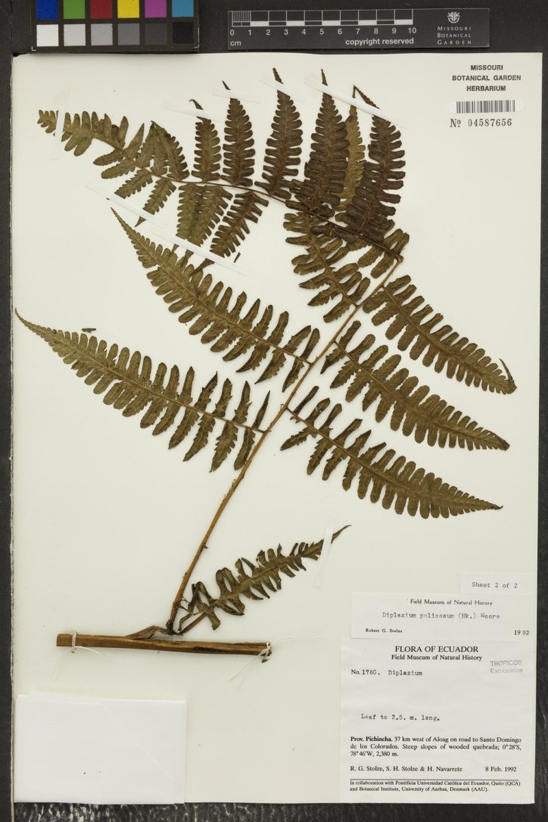 Diplazium pulicosum photo 2