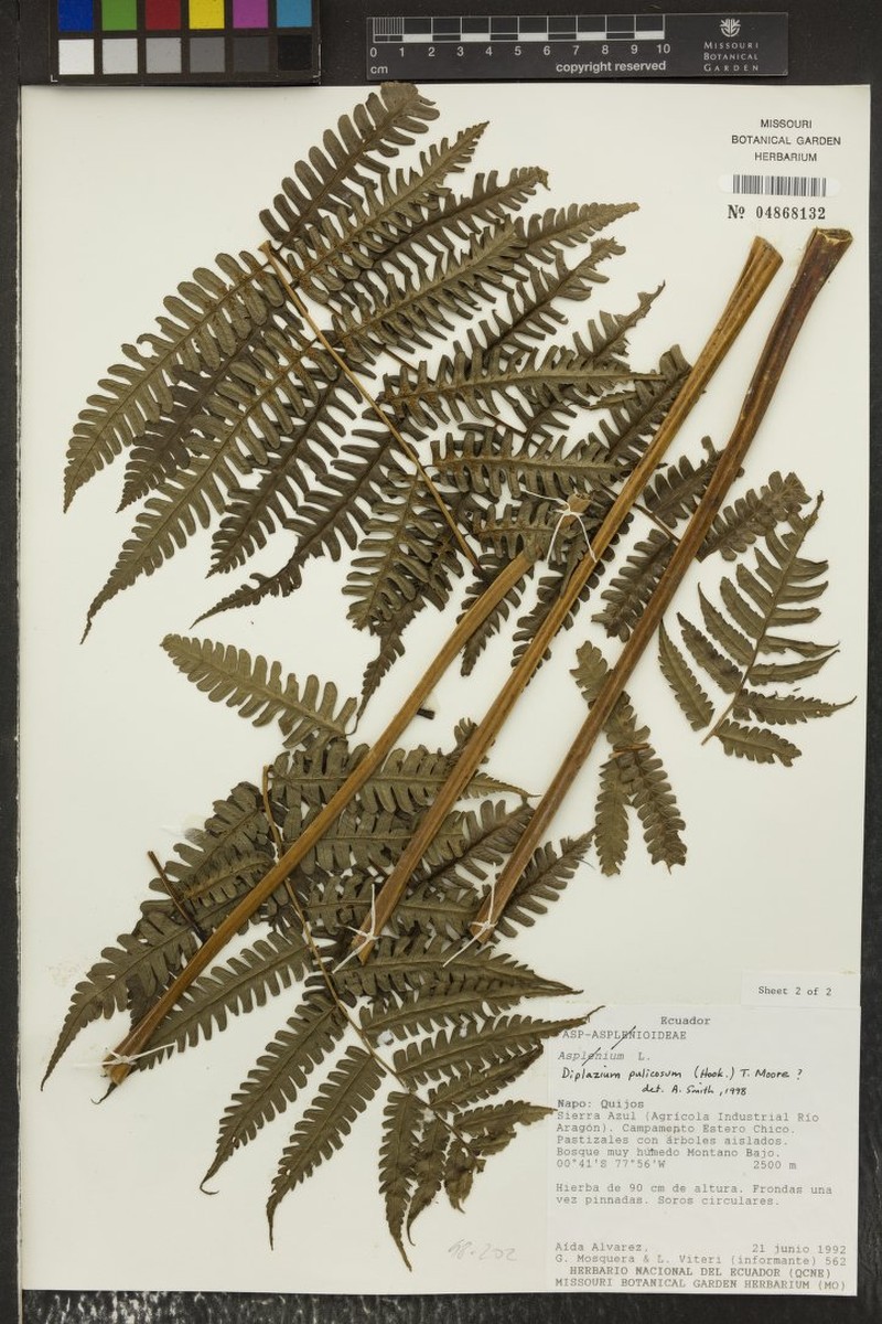 Diplazium pulicosum photo 3
