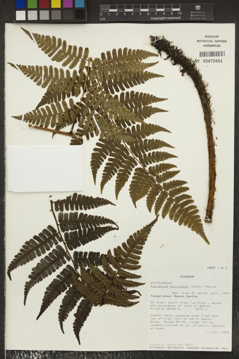 Diplazium pulicosum photo 4