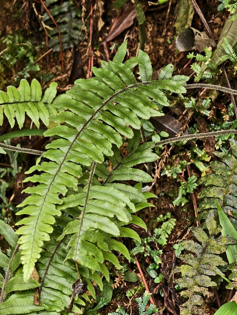 Diplazium pullingeri photo 6