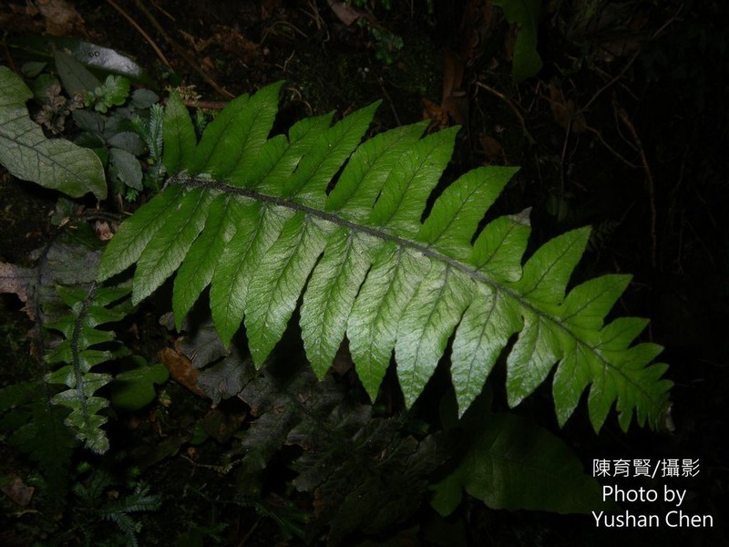 Diplazium pullingeri photo 8