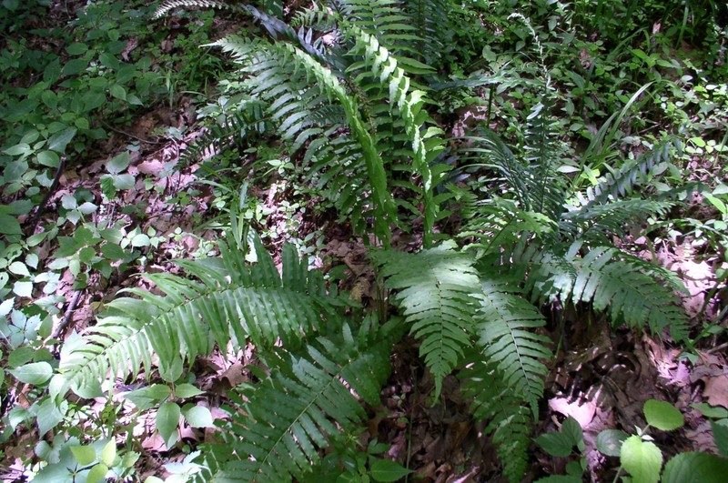 Glade Fern