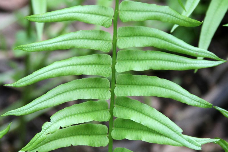 Glade Fern photo 2