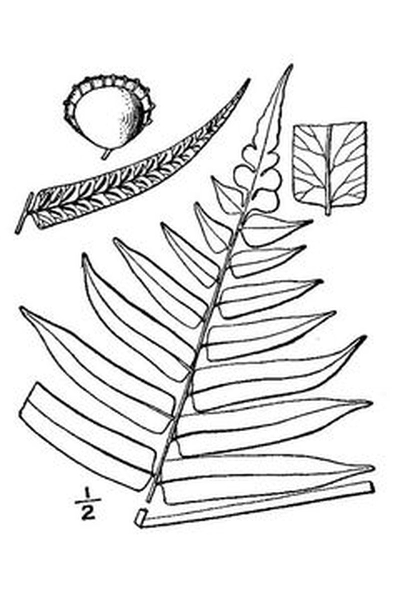 Glade Fern photo 3