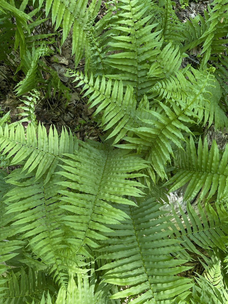 Glade Fern photo 4