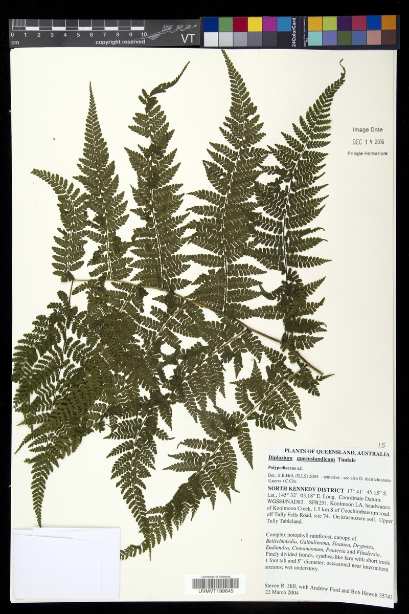 Diplazium queenslandicum photo 4