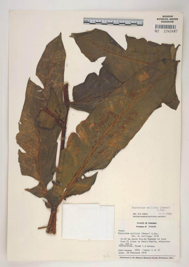 Diplazium ribae photo 2
