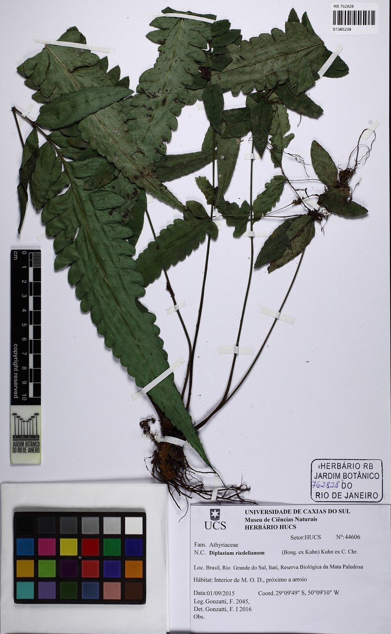 Riedel's Twinsorus Fern