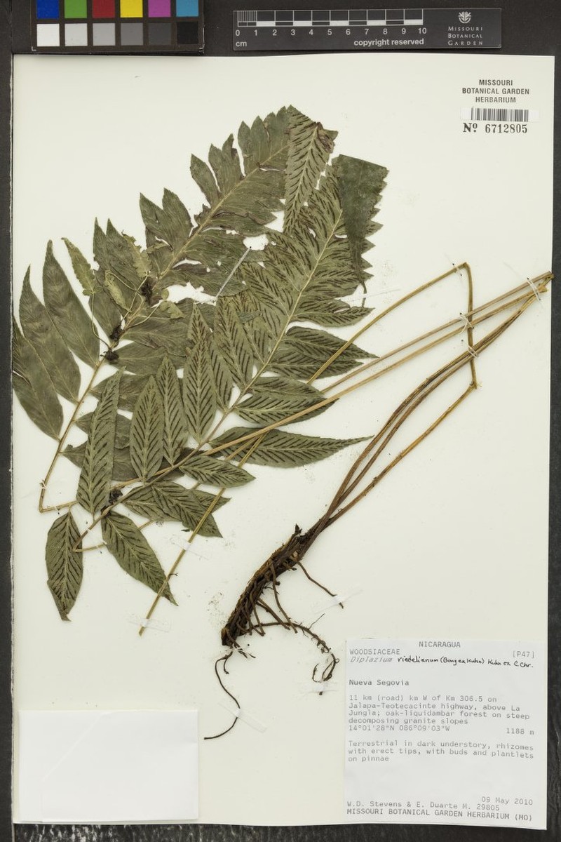 Riedel's Twinsorus Fern photo 2