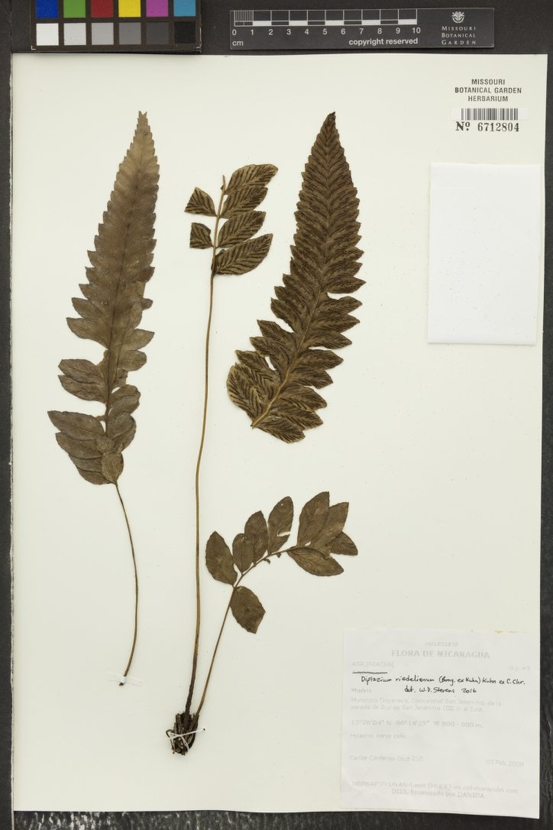 Riedel's Twinsorus Fern photo 3