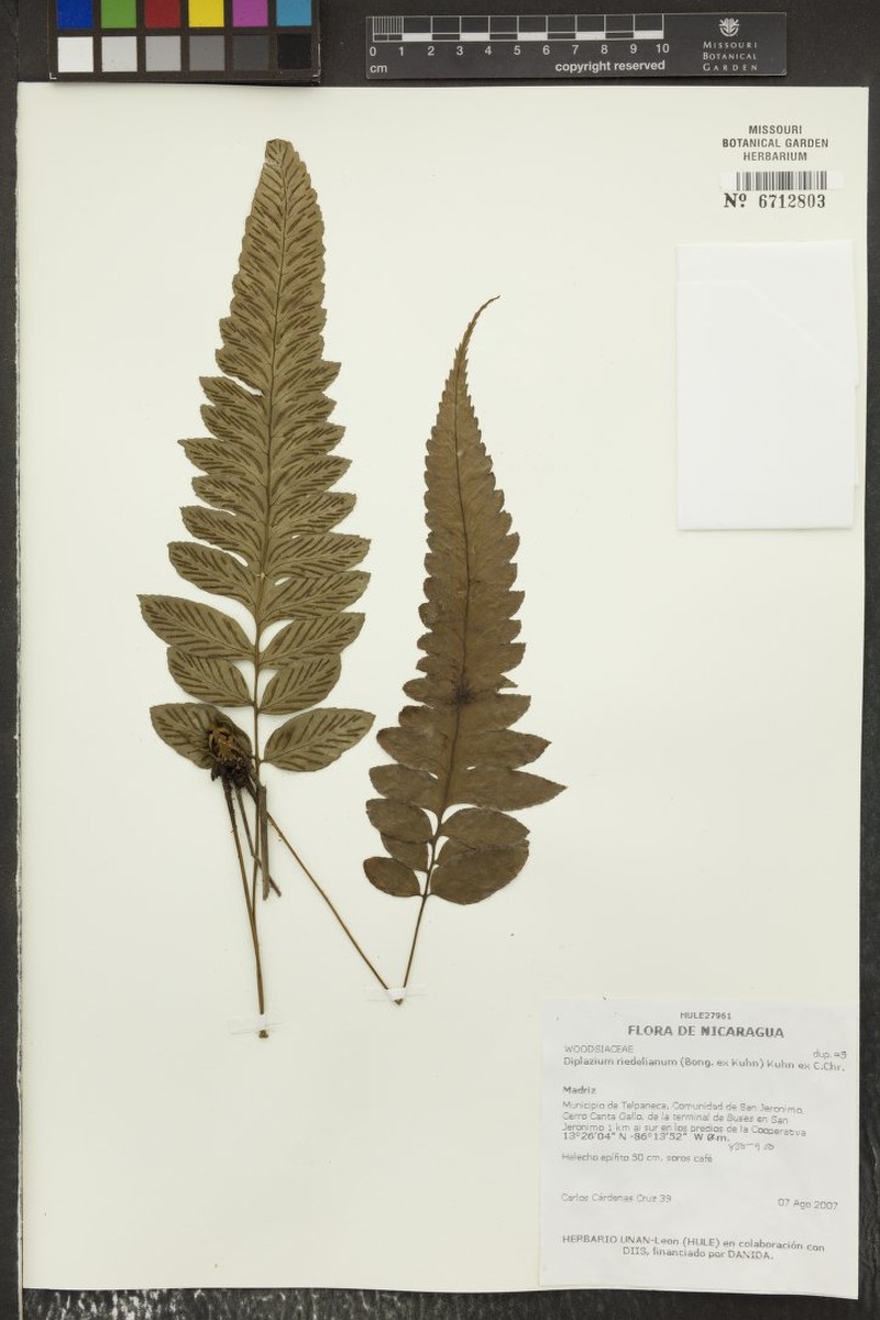 Riedel's Twinsorus Fern photo 4