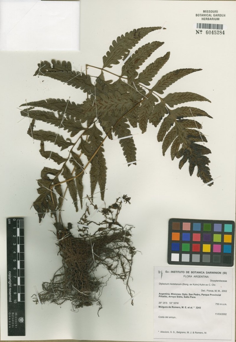 Riedel's Twinsorus Fern photo 5