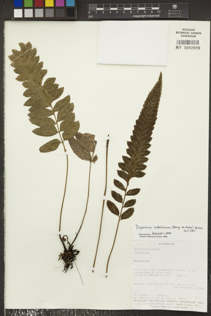 Riedel's Twinsorus Fern photo 6