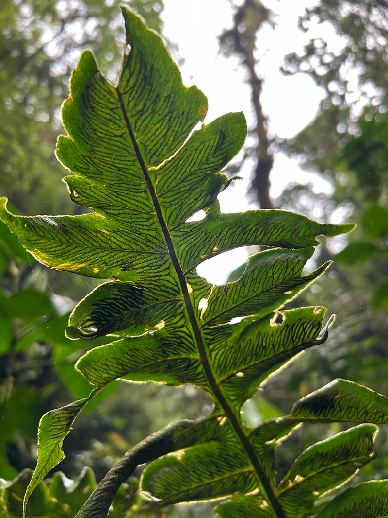 Diplazium rivale