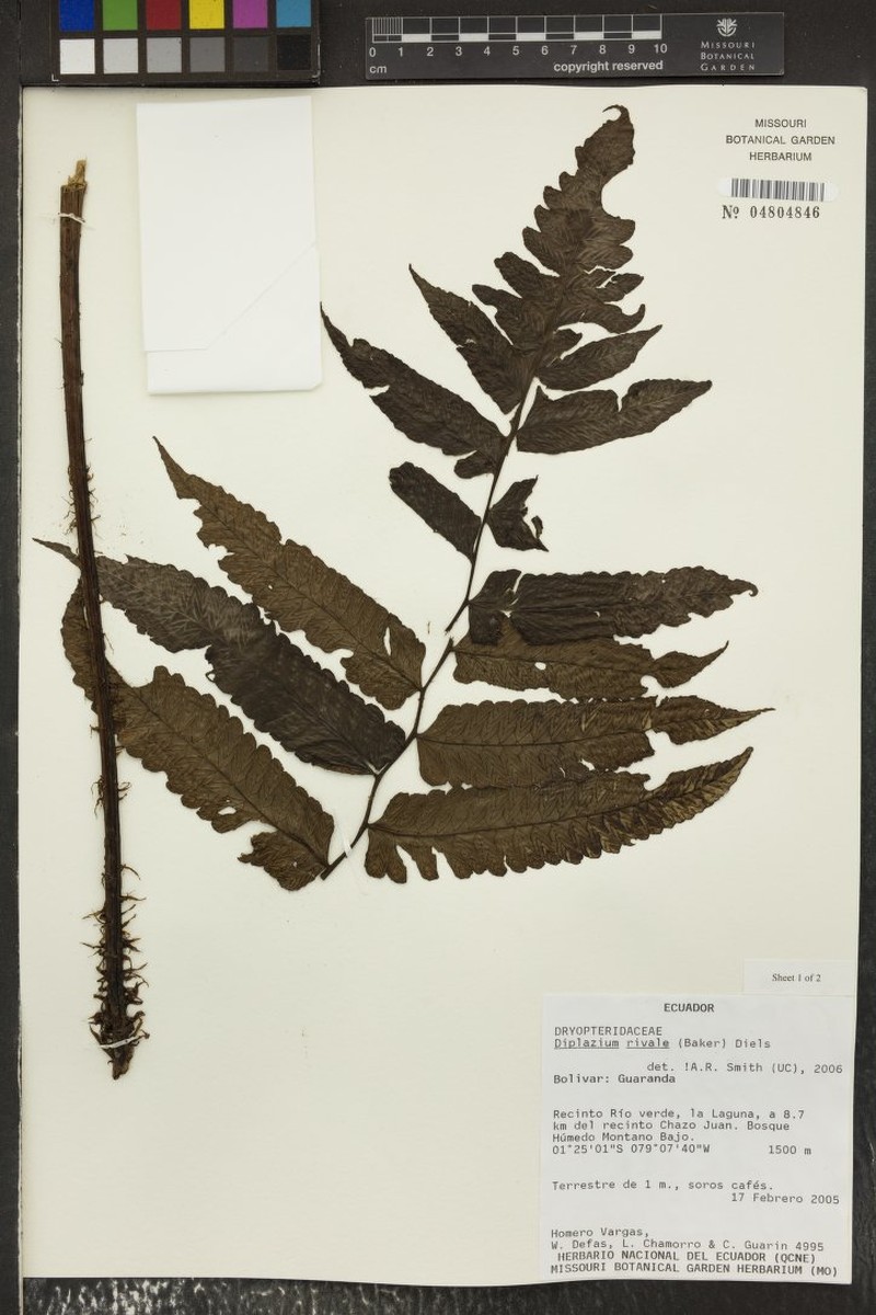 Diplazium rivale photo 4