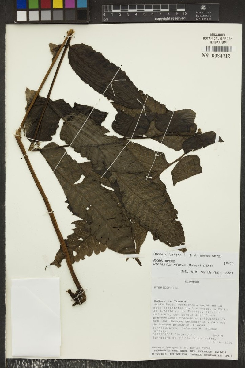 Diplazium rivale photo 6