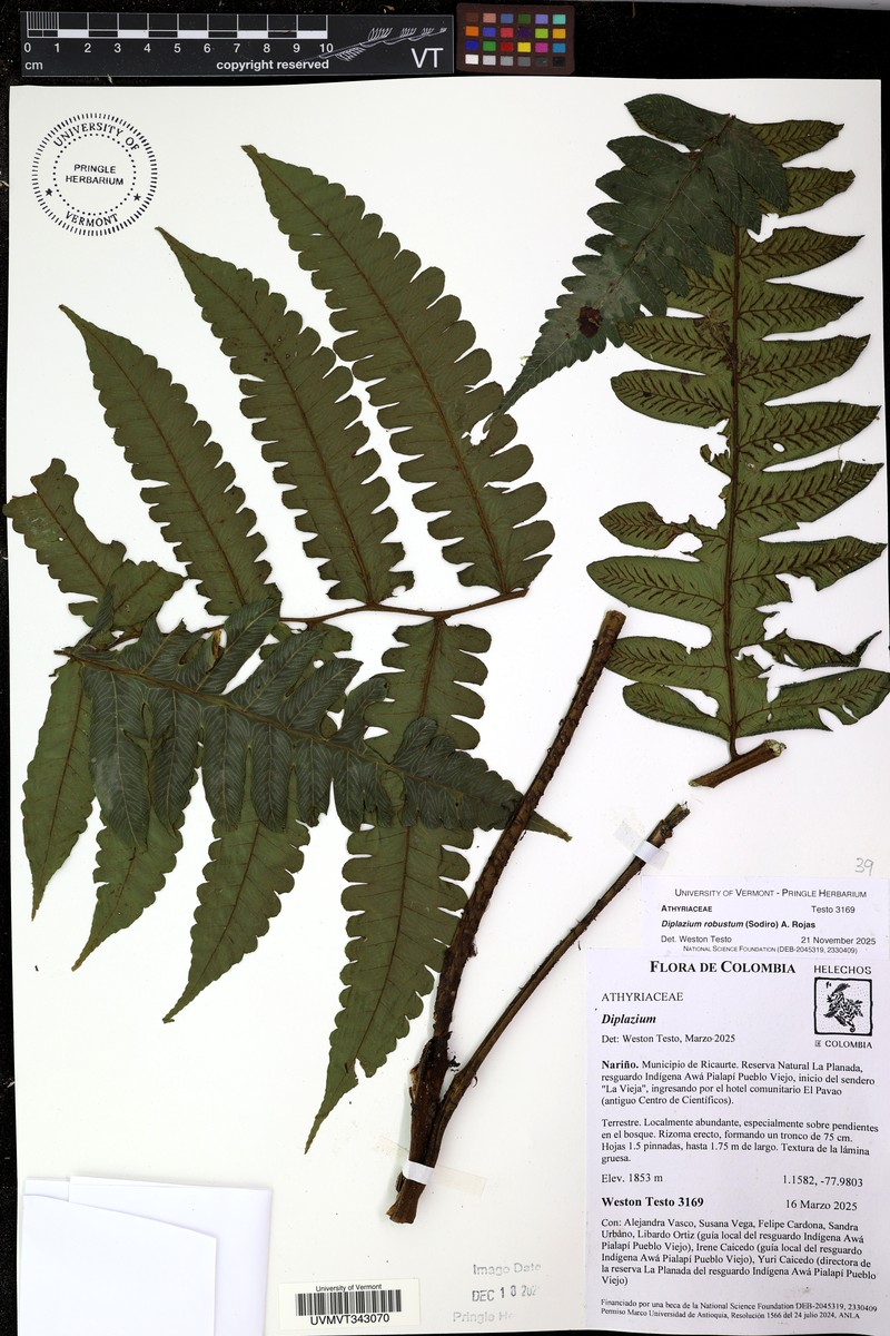 Diplazium robustum