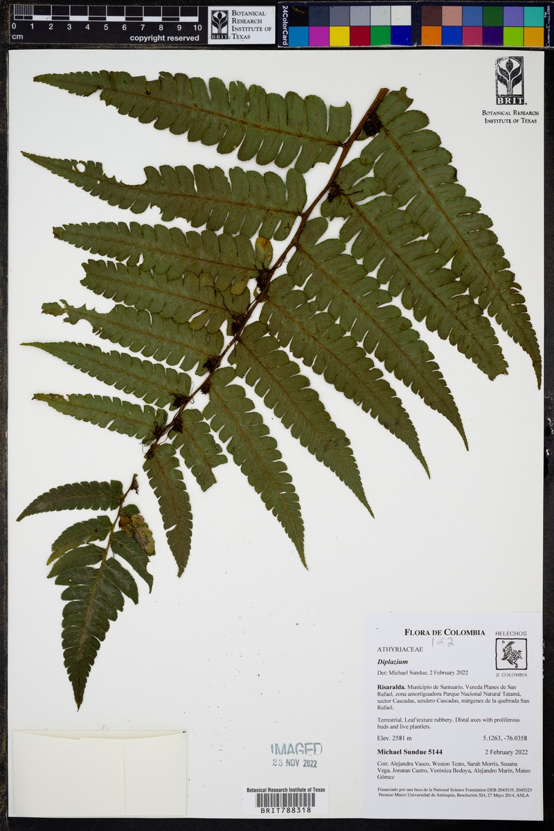 Diplazium robustum photo 2