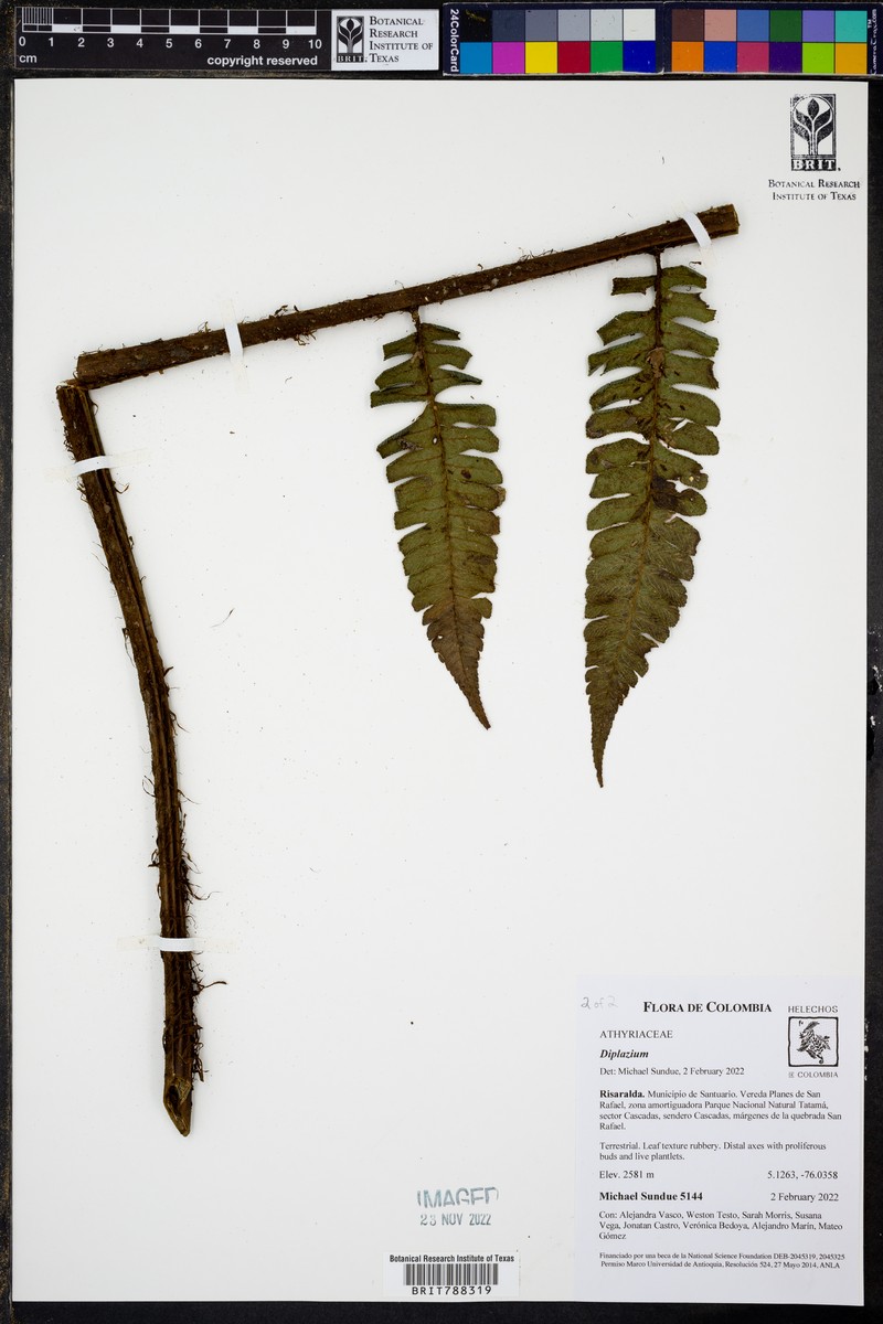Diplazium robustum photo 3