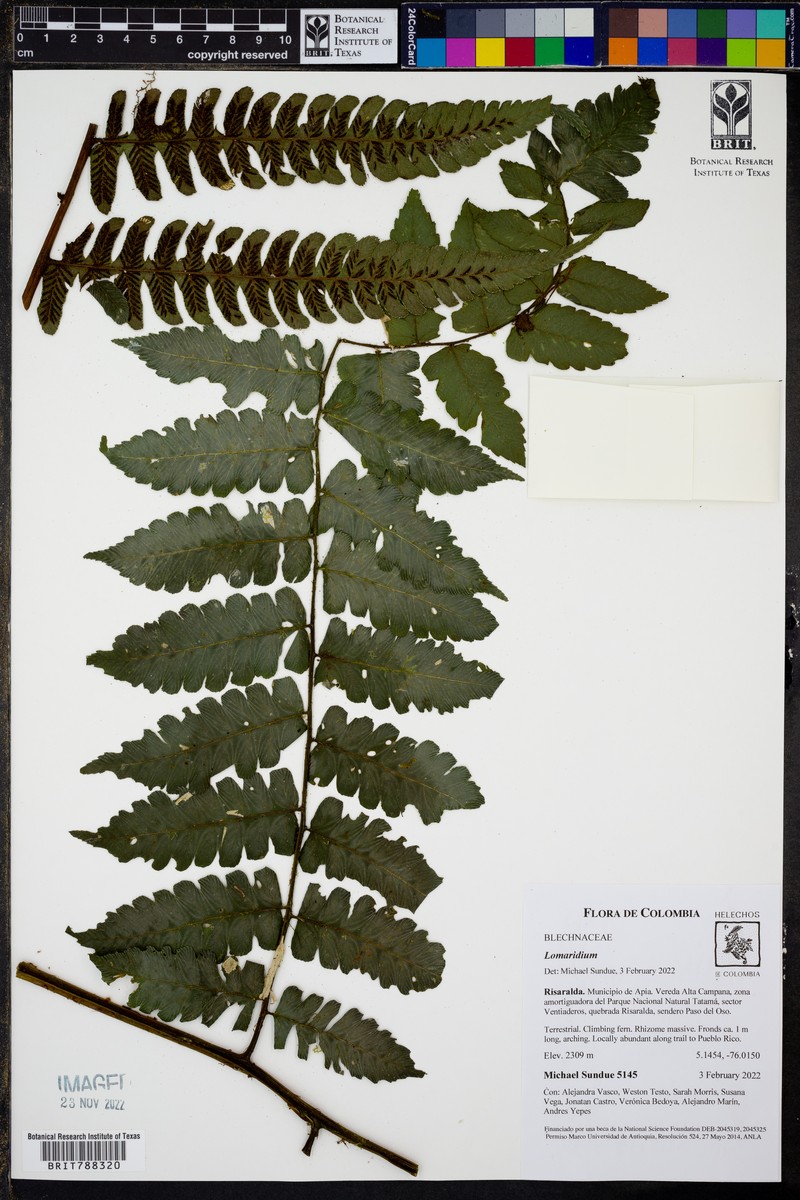 Diplazium robustum photo 4