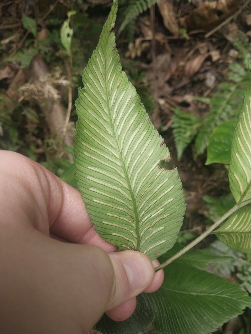 Diplazium roemerianum