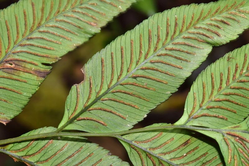 Diplazium roemerianum photo 2