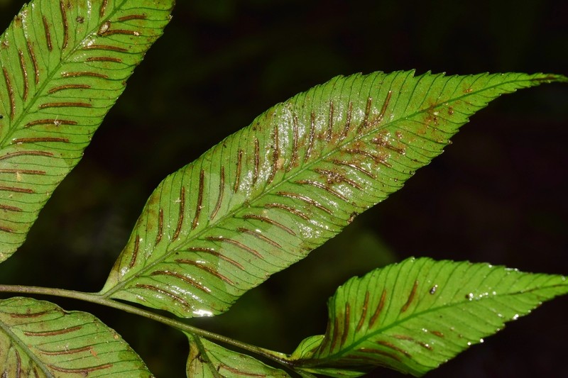 Diplazium roemerianum photo 3