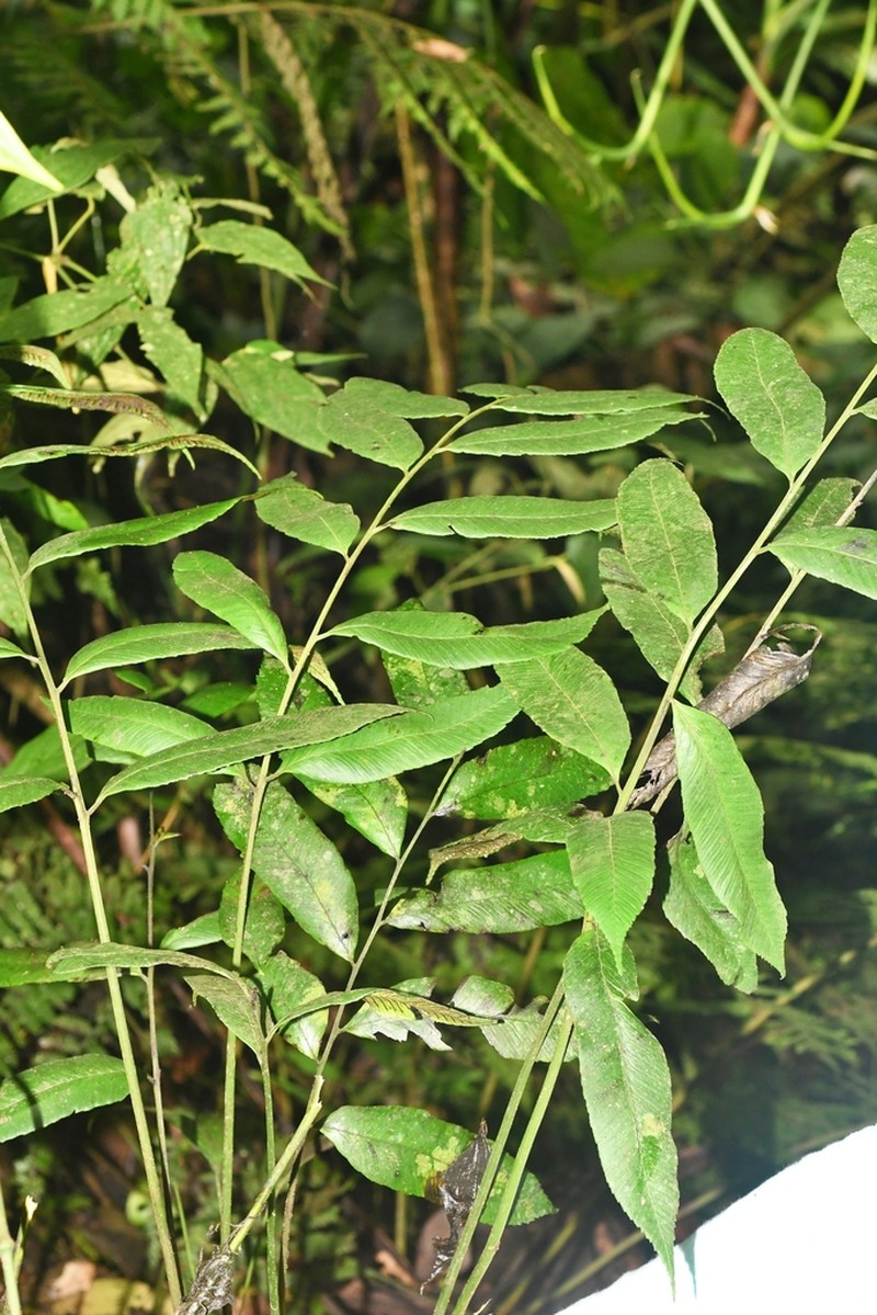 Diplazium roemerianum photo 4