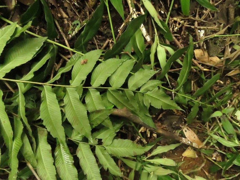 Diplazium roemerianum photo 5