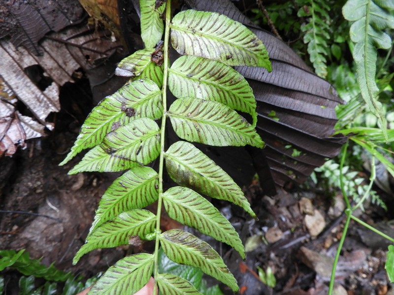 Diplazium roemerianum photo 6