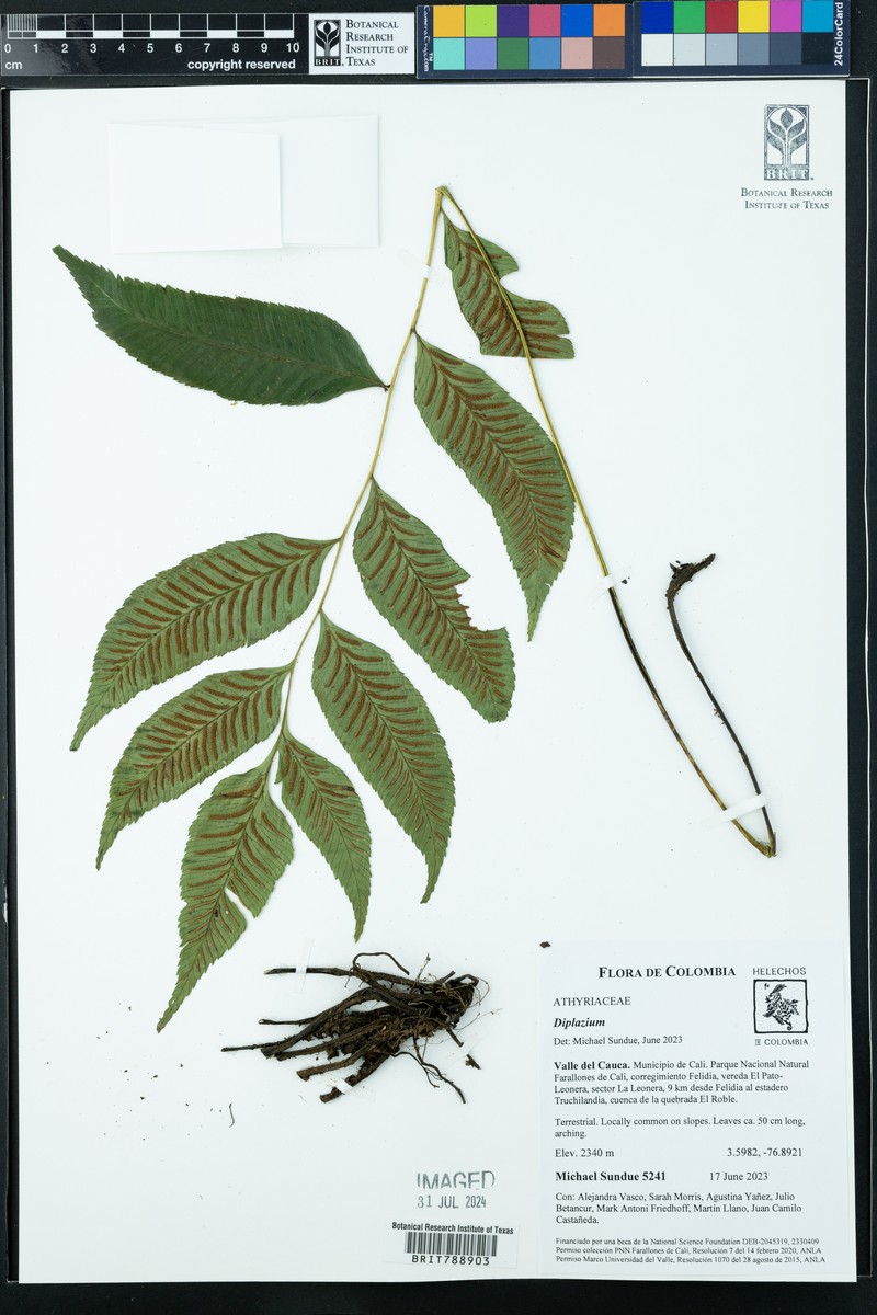 Diplazium roemerianum photo 8