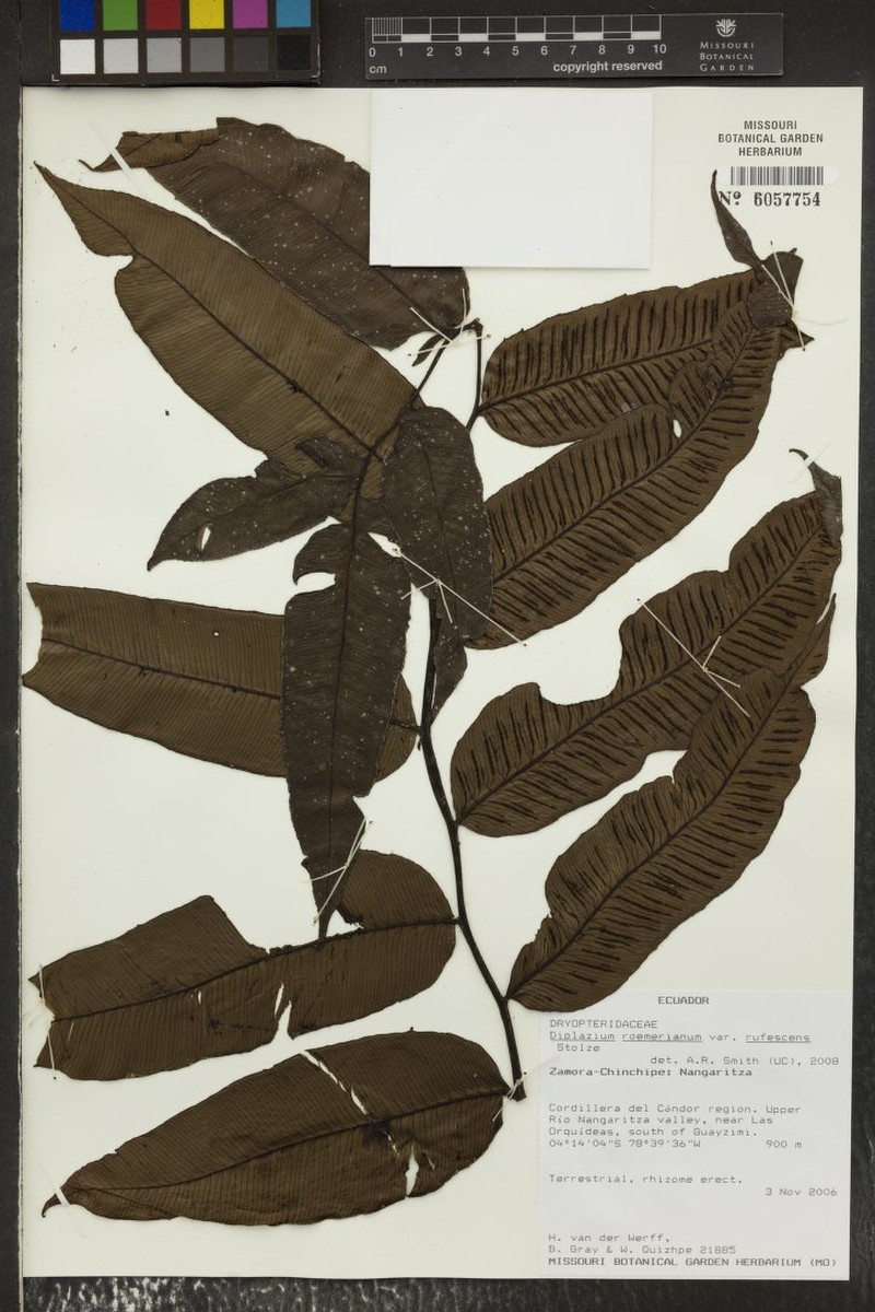 Diplazium roemerianum var. rufescens