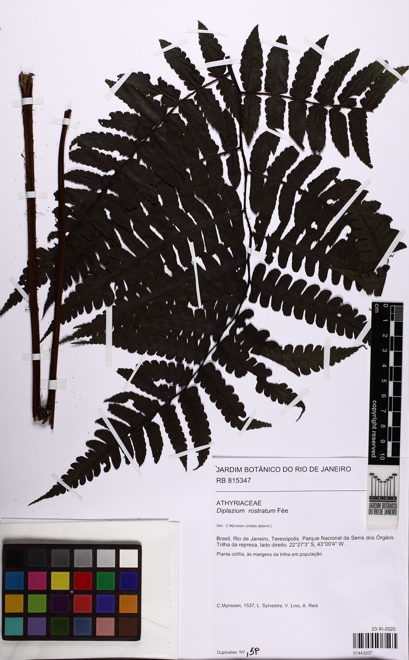 Diplazium rostratum