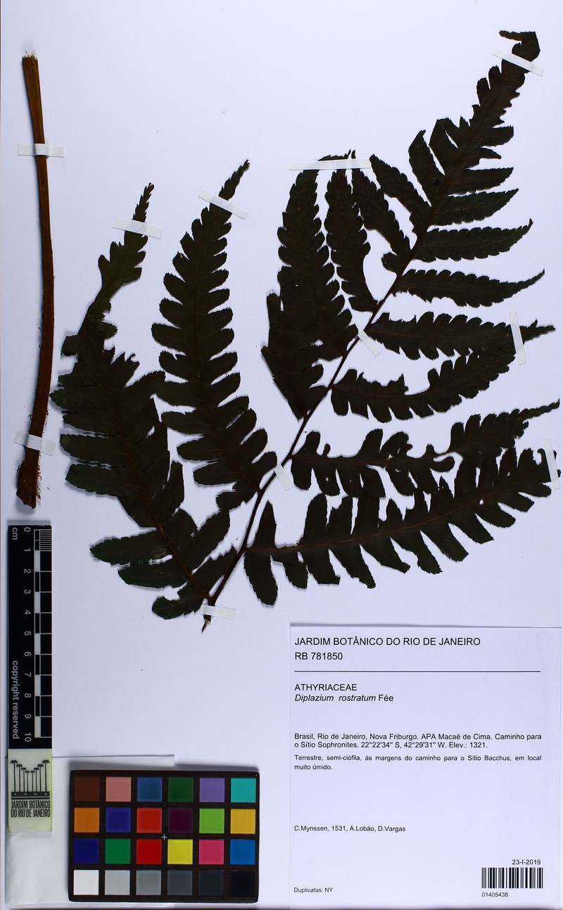 Diplazium rostratum photo 2