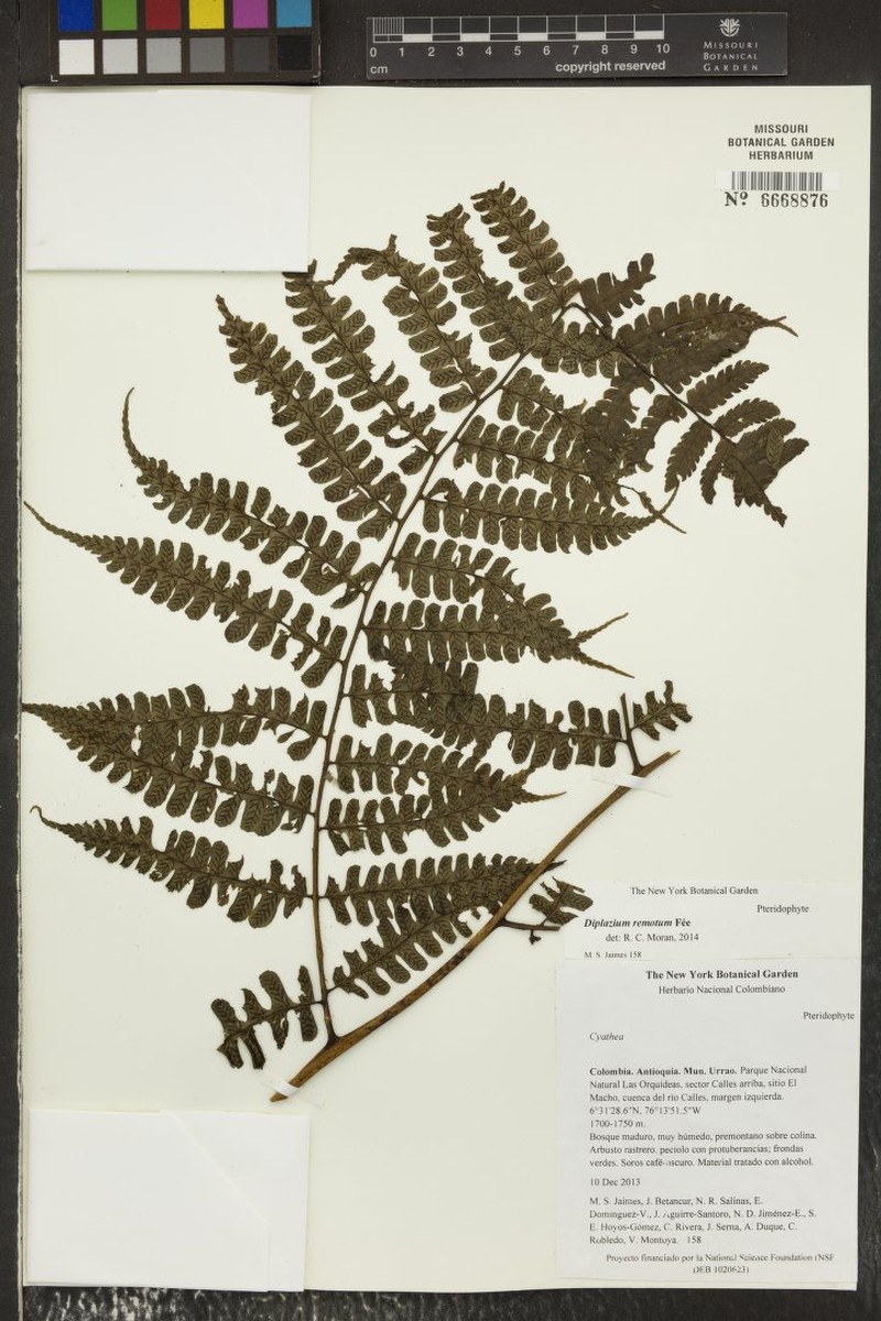 Diplazium rostratum photo 4