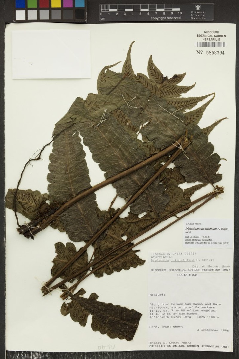 Diplazium salazarianum
