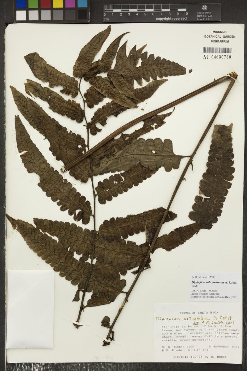 Diplazium salazarianum photo 2
