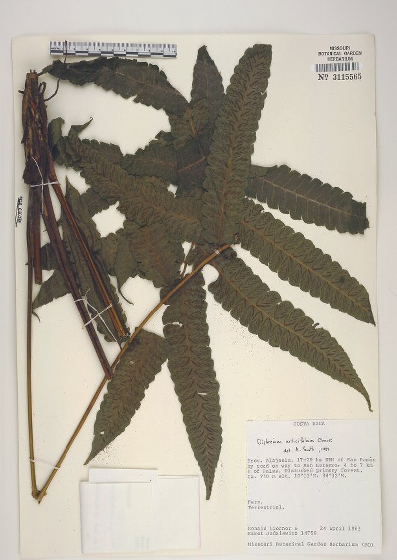 Diplazium salazarianum photo 3
