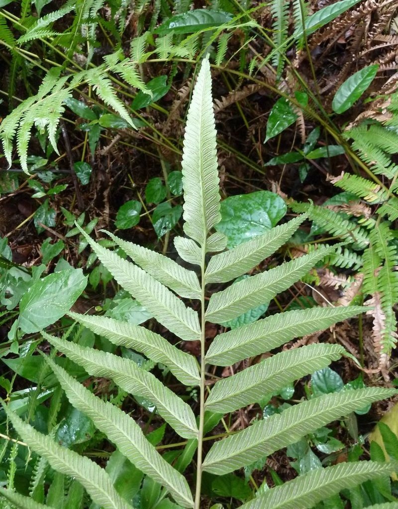 Diplazium sammatii