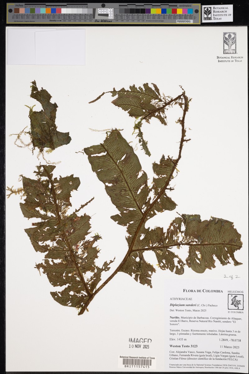 Diplazium sanderi