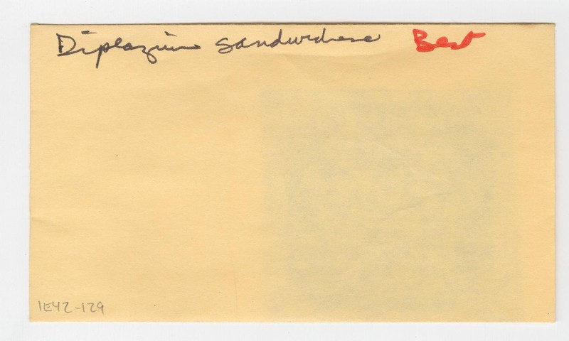 Diplazium sandwichense