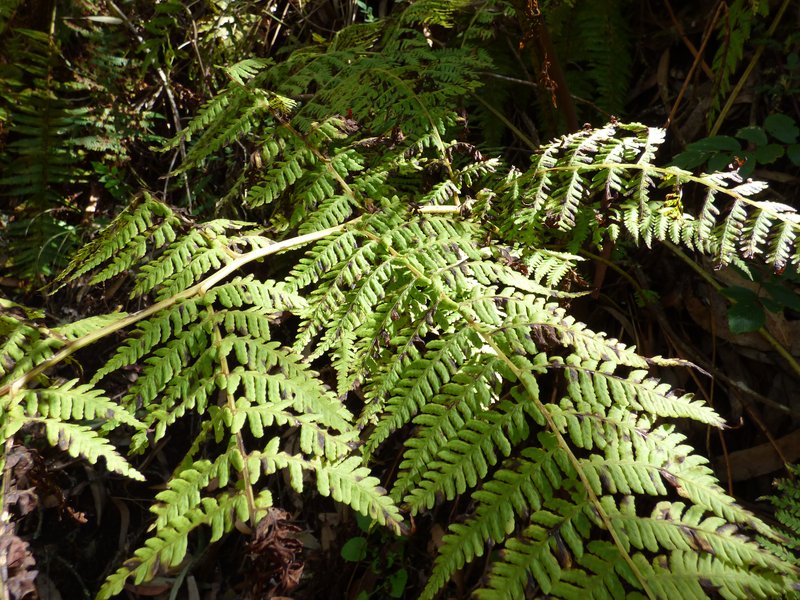 Hawai'I Twinsorus Fern