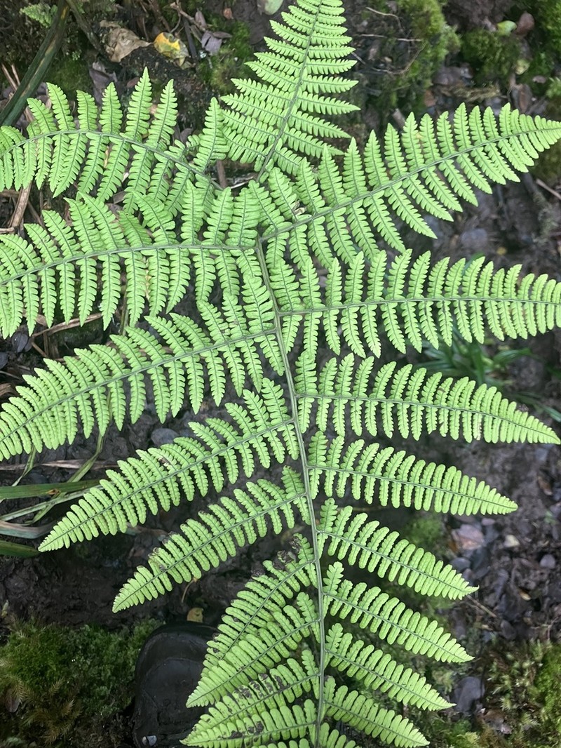 Hawai'I Twinsorus Fern