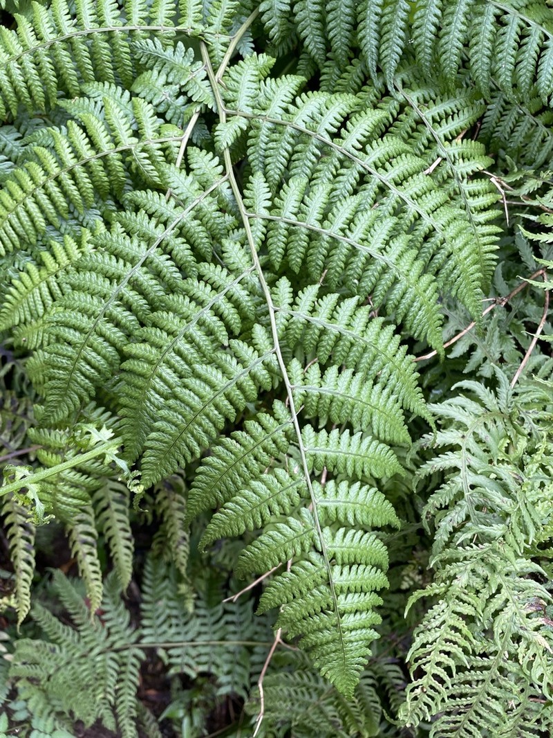Hawai'I Twinsorus Fern photo 2