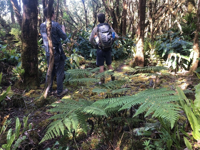 Hawai'I Twinsorus Fern photo 3