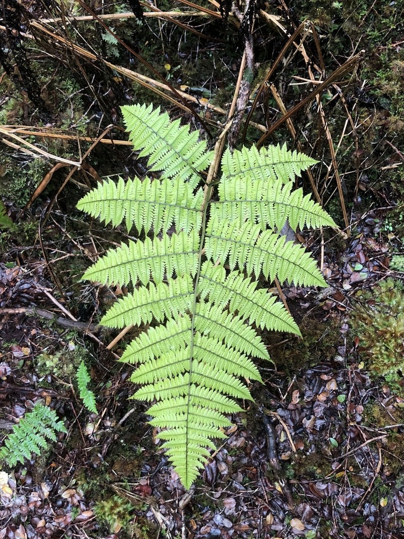 Hawai'I Twinsorus Fern photo 4