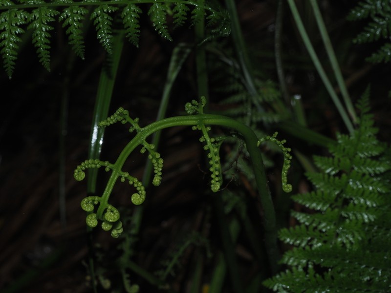 Hawai'I Twinsorus Fern photo 5